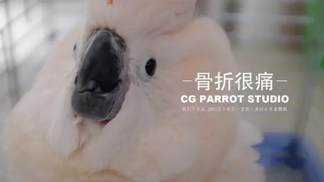 鹦鹉翅膀骨折怎么处理视频,鹦鹉骨折的治疗方法有哪些