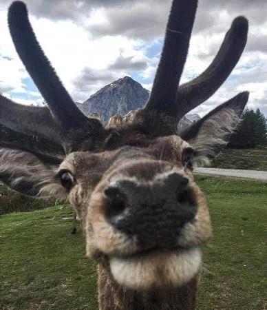 动物搞笑视频抓拍一瞬间,盘点动物搞笑瞬间视频