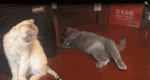 请问阁下可是向阳幼儿园扛把子？