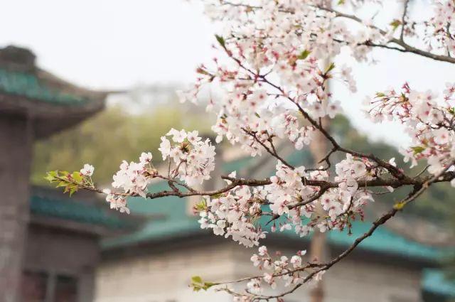 大陆内地坐高铁去香港旅行攻略，广深港高铁车票9月10日起发售