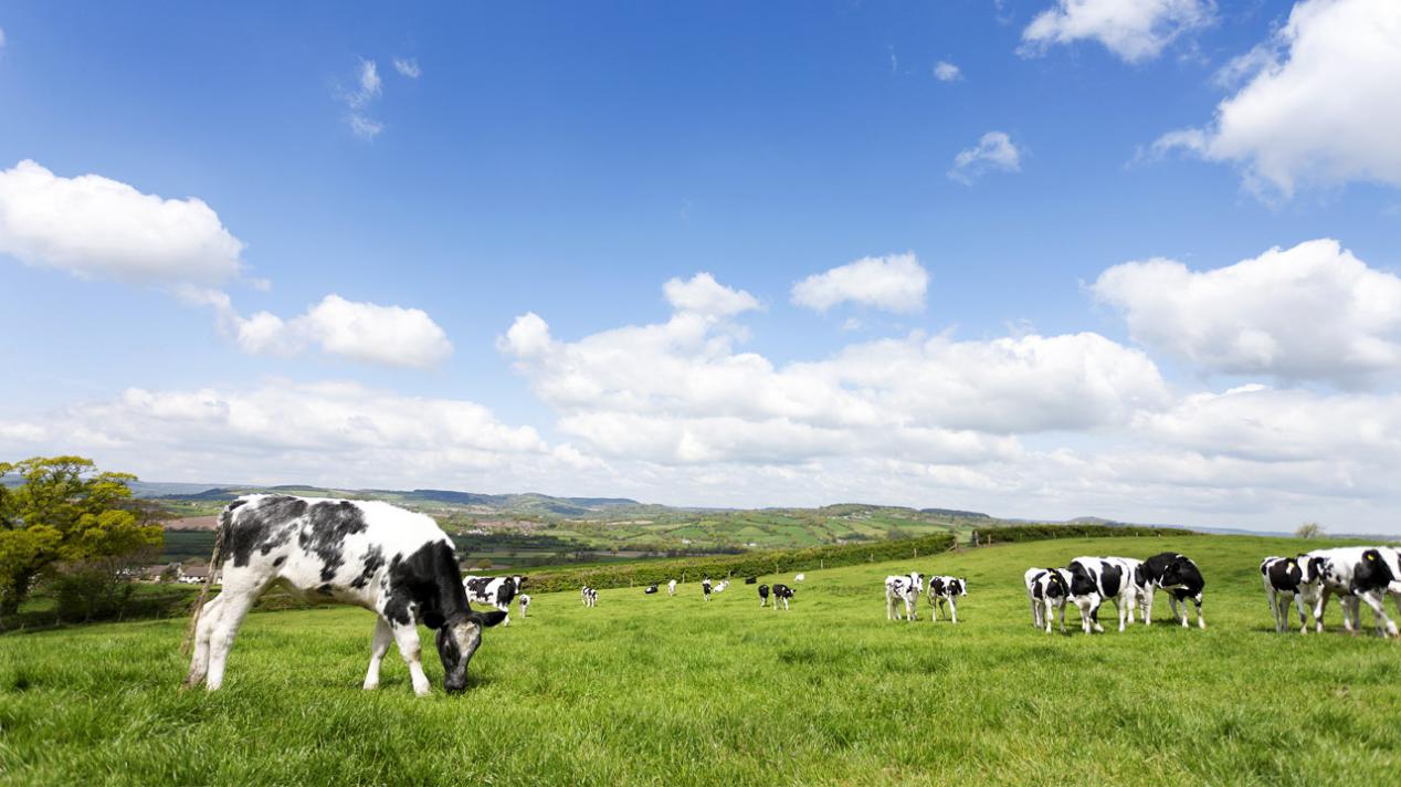 a2奶粉有opo吗,a2β酪蛋白奶粉