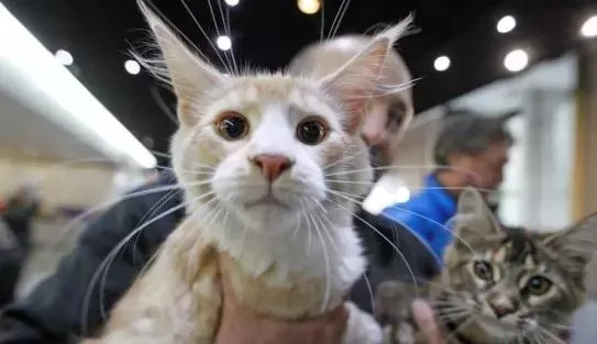 9月7日双语新闻精选：名记者新书曝白宫内幕