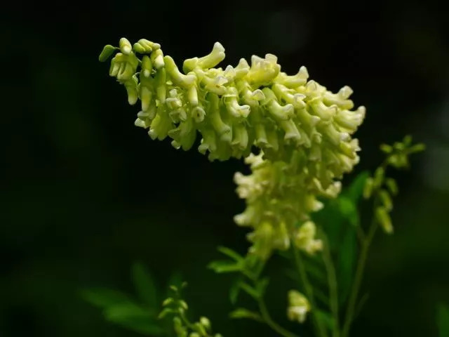 「百草园」那些“悬壶济世”的植物（七十三）苦参