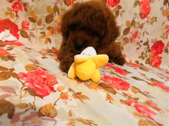 泰迪老是欺负其他狗怎么办,泰迪狗很凶要人怎么教育他