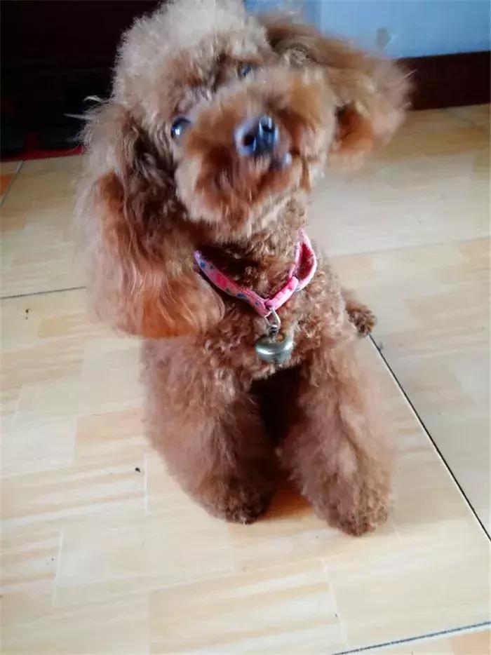 泰迪老是欺负其他狗怎么办,泰迪狗很凶要人怎么教育他