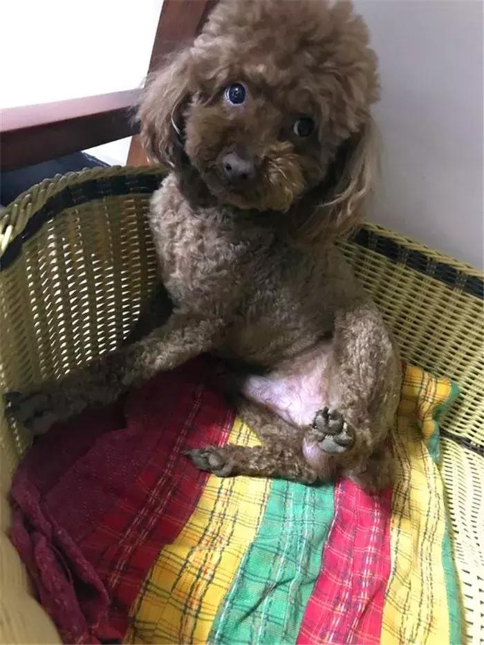 泰迪老是欺负其他狗怎么办,泰迪狗很凶要人怎么教育他