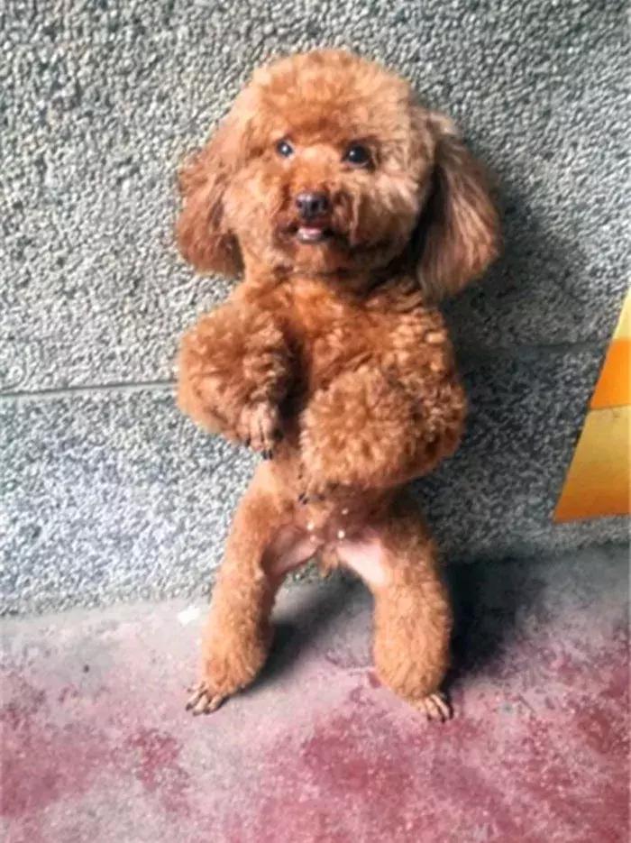 泰迪老是欺负其他狗怎么办,泰迪狗很凶要人怎么教育他