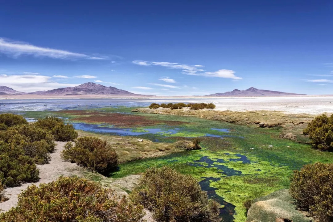 明年1月，可能是你离称霸南美最近的一次