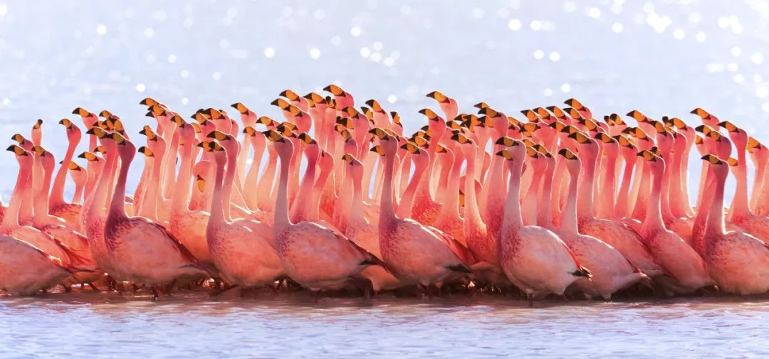 明年1月，可能是你离称霸南美最近的一次