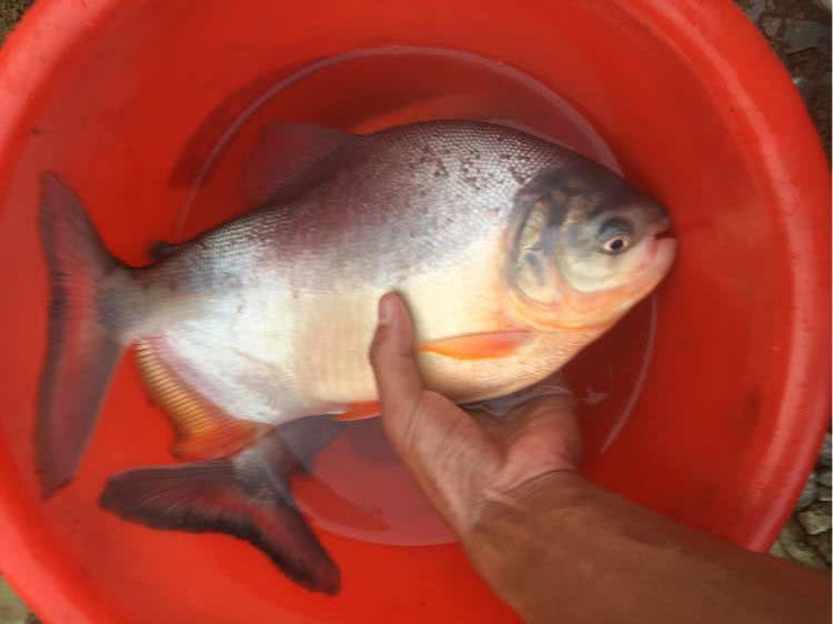 这白鲳鱼6元一斤，随便钓，有牙齿，非常凶猛，溜鱼特别爽