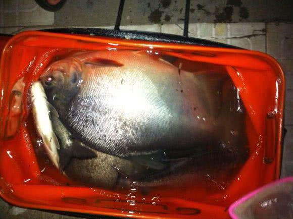 这白鲳鱼6元一斤，随便钓，有牙齿，非常凶猛，溜鱼特别爽