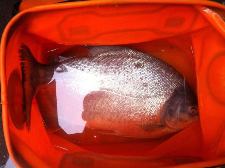 这白鲳鱼6元一斤，随便钓，有牙齿，非常凶猛，溜鱼特别爽