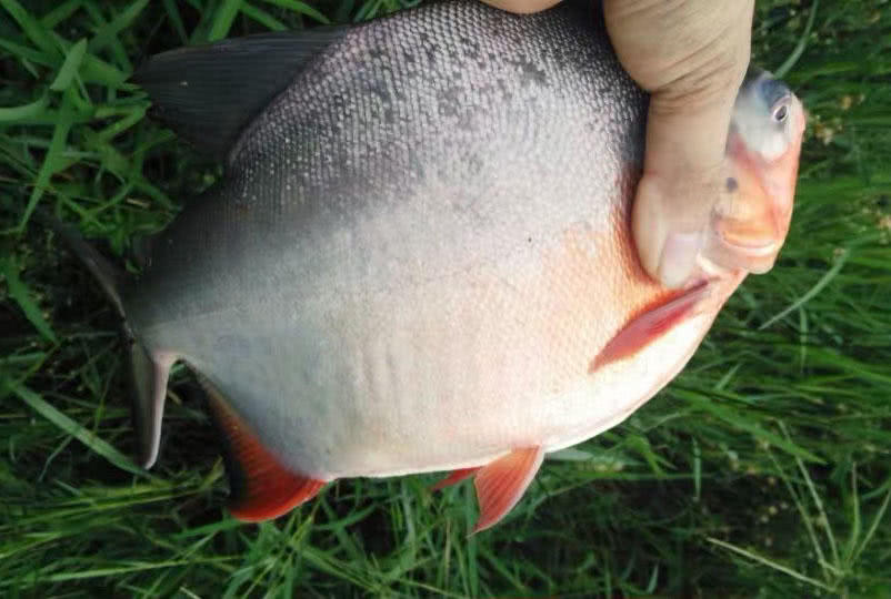 这白鲳鱼6元一斤，随便钓，有牙齿，非常凶猛，溜鱼特别爽