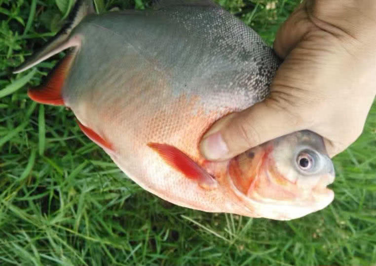 这白鲳鱼6元一斤，随便钓，有牙齿，非常凶猛，溜鱼特别爽