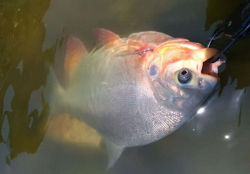 这白鲳鱼6元一斤，随便钓，有牙齿，非常凶猛，溜鱼特别爽