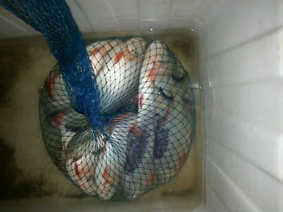 这白鲳鱼6元一斤，随便钓，有牙齿，非常凶猛，溜鱼特别爽