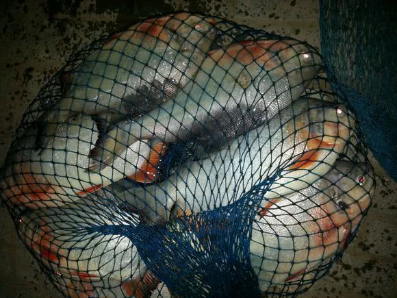 这白鲳鱼6元一斤，随便钓，有牙齿，非常凶猛，溜鱼特别爽