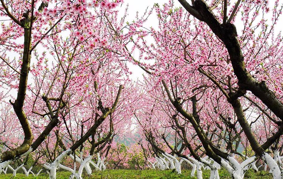 盐城以后有可能成为二线城市吗,盐城有望成为二线城市吗