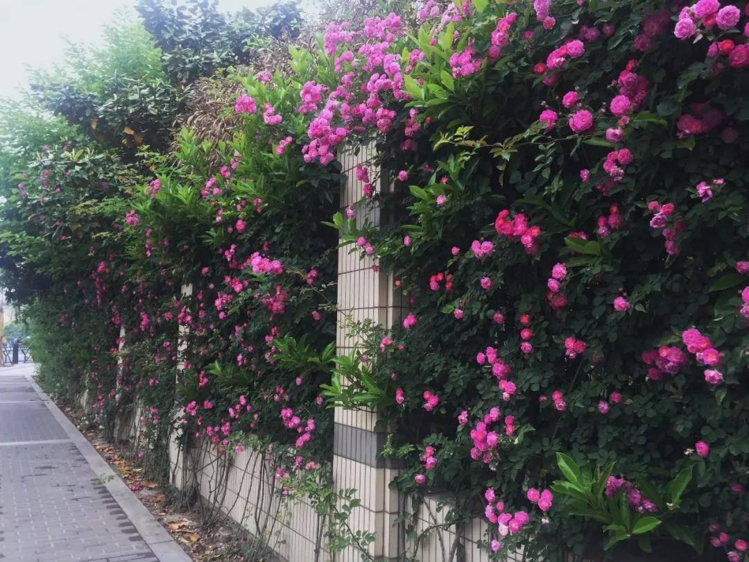 盐城以后有可能成为二线城市吗,盐城有望成为二线城市吗