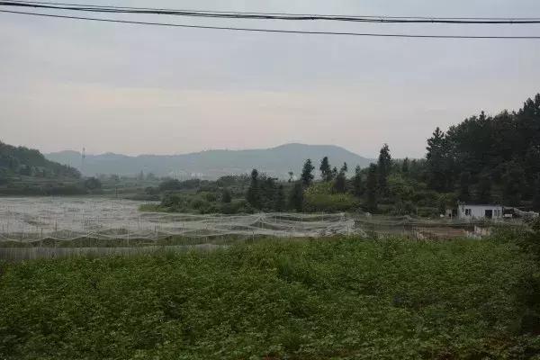 养殖青蛙10万元,养1万只青蛙利润