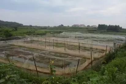 养殖青蛙10万元,养1万只青蛙利润