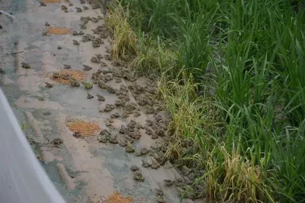 养殖青蛙10万元,养1万只青蛙利润