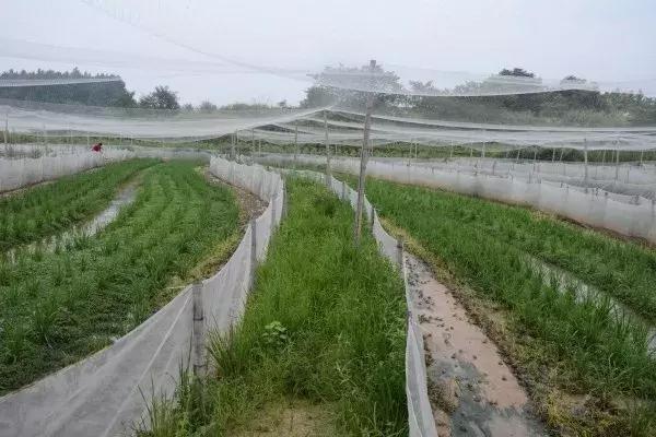 养殖青蛙10万元,养1万只青蛙利润