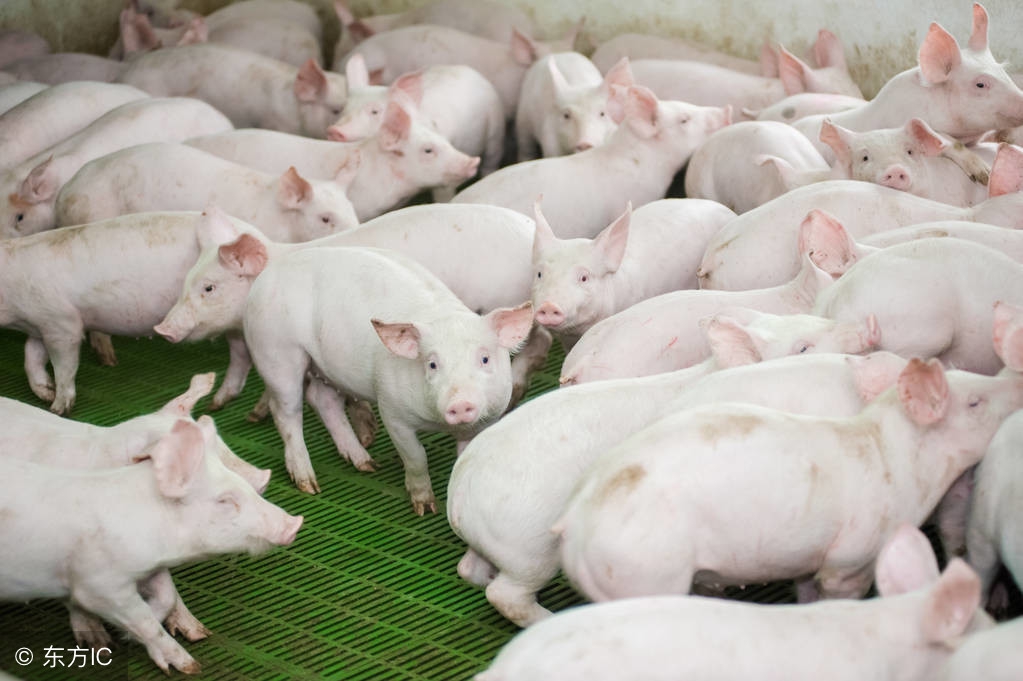 仔猪水肿病综合防治措施有哪些,仔猪水肿不用愁简单方法轻松搞定