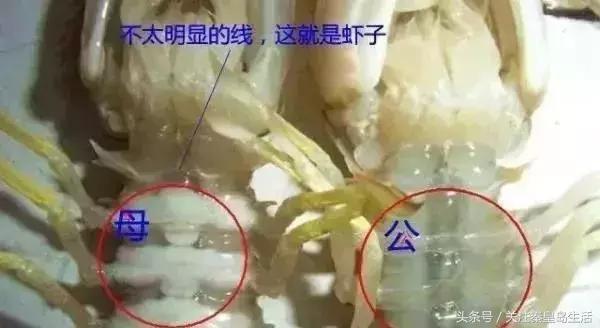 开海后的生猛海鲜已抵达秦皇岛,秦皇岛开海前的海鲜