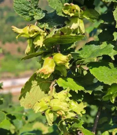 柳河旅游节在哪里,柳河县旅游节