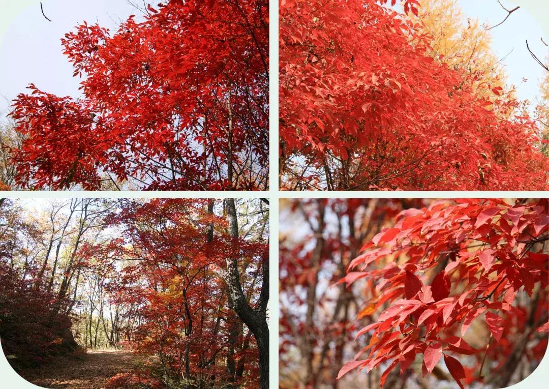 柳河旅游节在哪里,柳河县旅游节