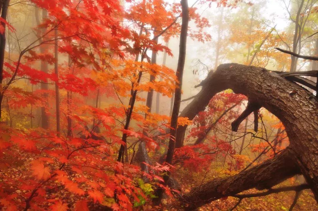 柳河旅游节在哪里,柳河县旅游节