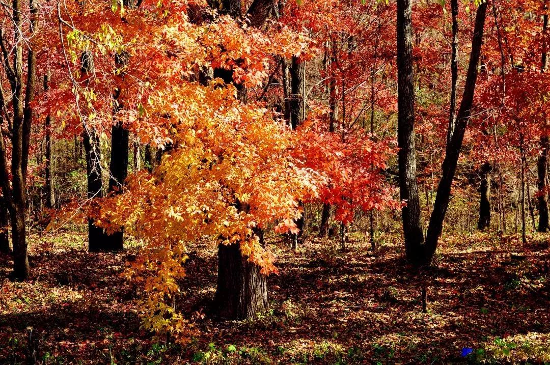 柳河旅游节在哪里,柳河县旅游节