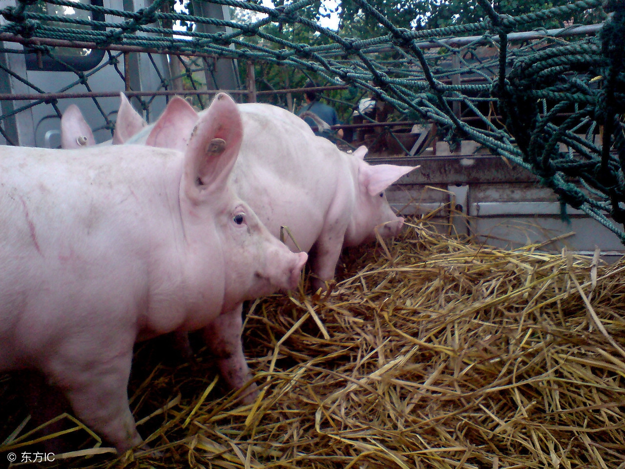 猪光吃不长肚子大怎么办,猪光吃不长虫怎么办