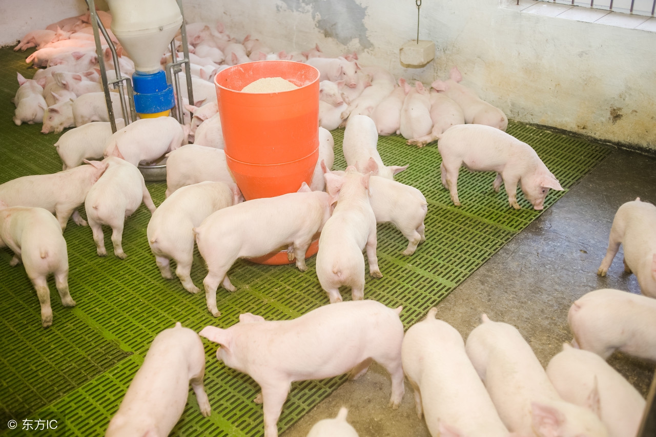 猪光吃不长肚子大怎么办,猪光吃不长虫怎么办