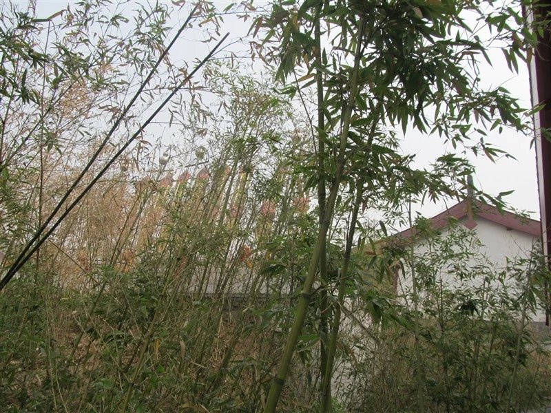 娴佹穼鍦ㄥ績涓殑鐖辨渤,鏃犳儏鐨勬矙婕犳祦娣岀殑鐖辨渤