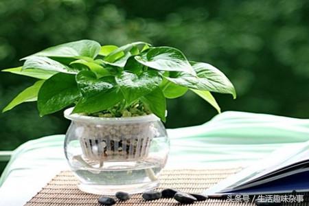 水培绿萝根部有白色絮状物,水培绿萝怎么可以快速长藤