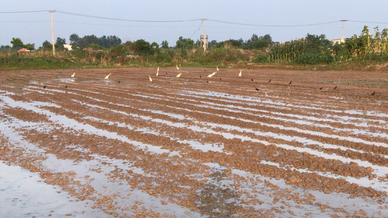 90后大学生返乡种地记录生活点滴 (90后大学生返乡种地)