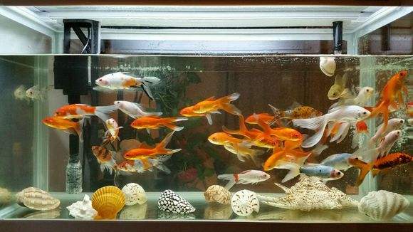 地摊买的观赏鱼吃什么,地摊买观赏鱼怎么挑选鱼竿