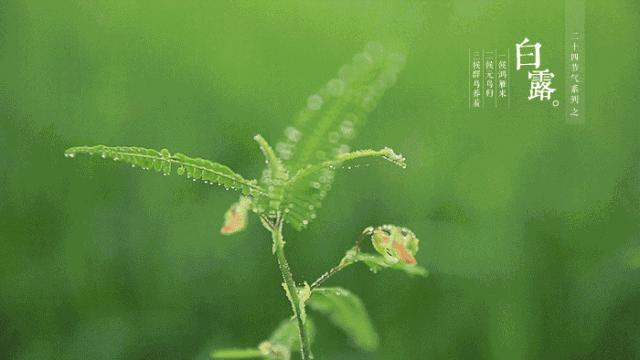 没错!wuli崇明人白露就是要吃鸡的~