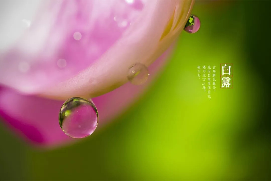 没错!wuli崇明人白露就是要吃鸡的~