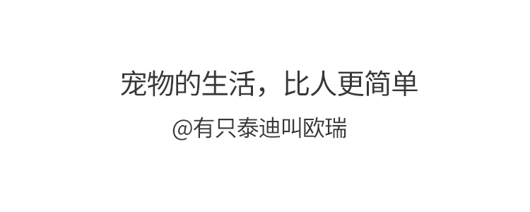 狗误吞气球,狗狗不小心吞了个弹球