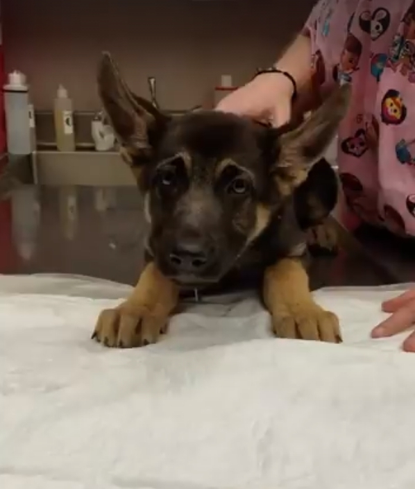 狗误吞气球,狗狗不小心吞了个弹球