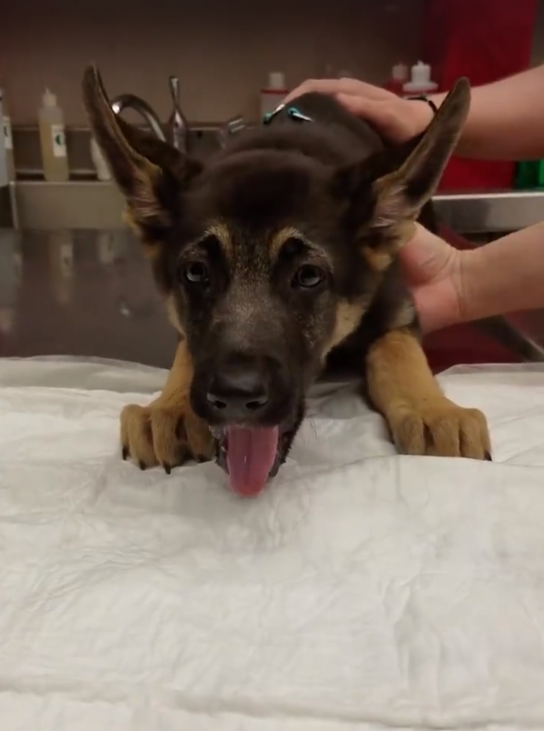 狗误吞气球,狗狗不小心吞了个弹球