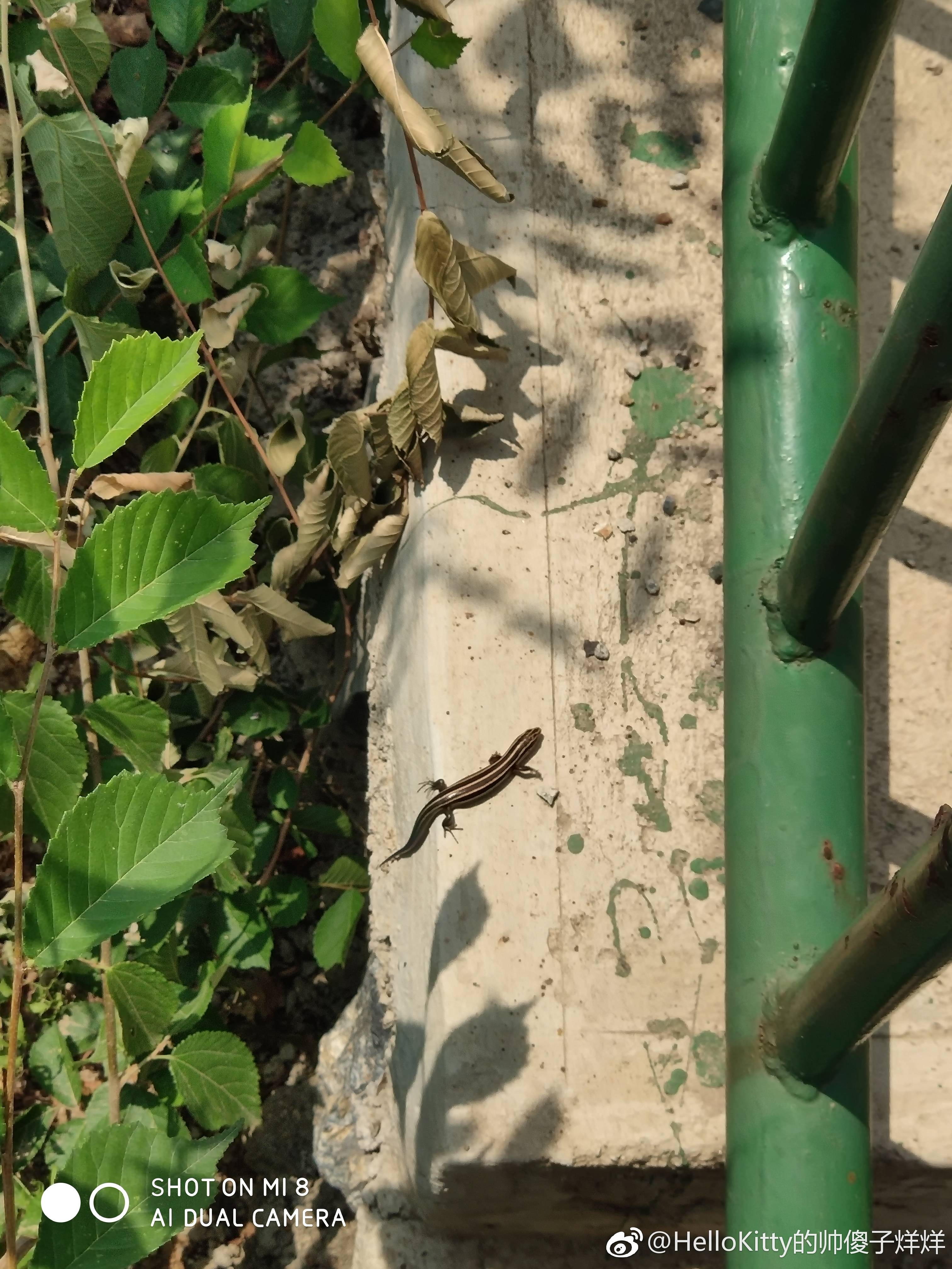 密云出现“蓝尾”蜥蜴,假如你遇到,千万别圈养!