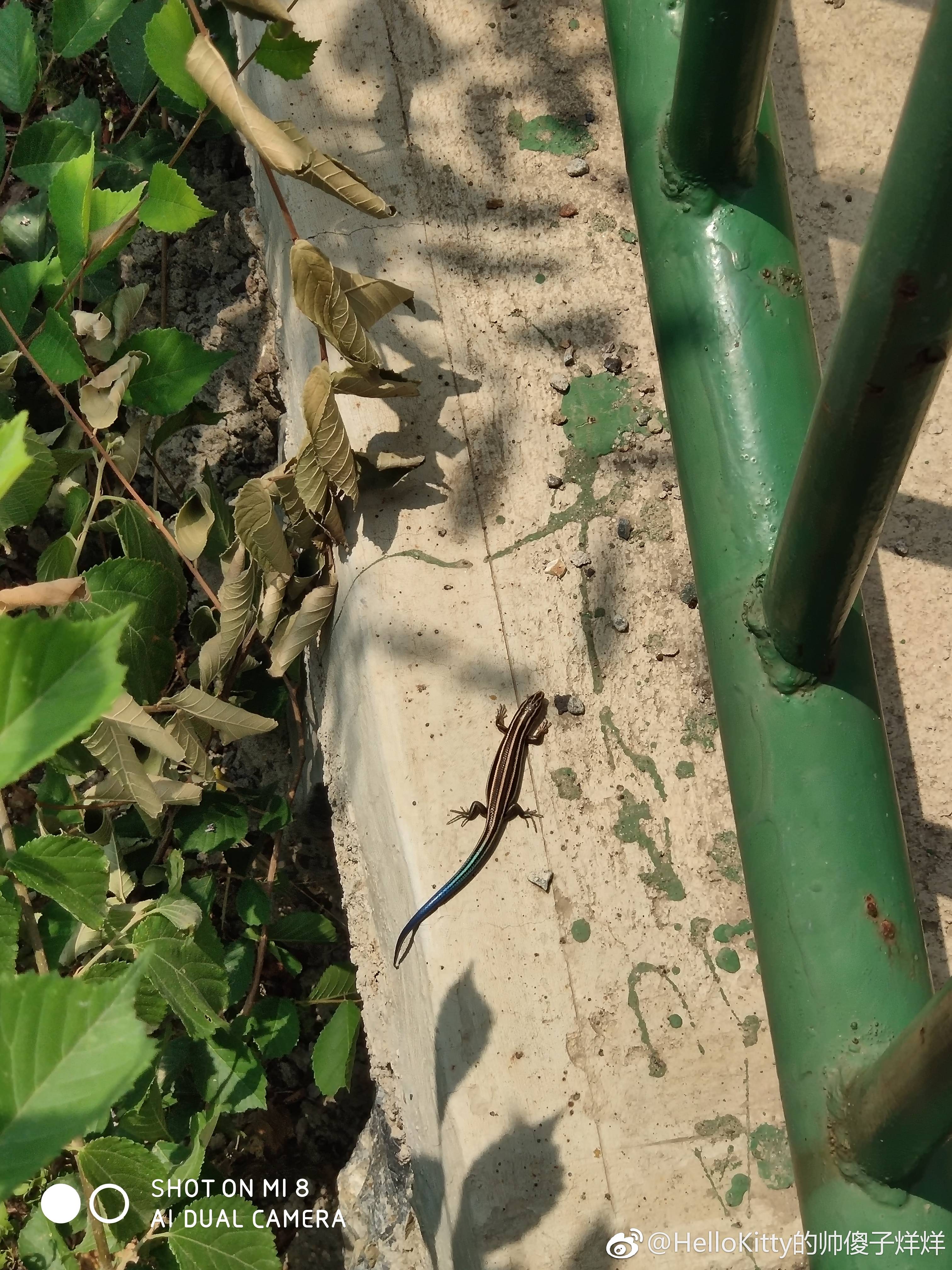 密云出现“蓝尾”蜥蜴,假如你遇到,千万别圈养!