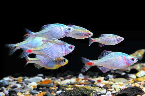 地摊买的观赏鱼吃什么,地摊买观赏鱼怎么挑选鱼竿