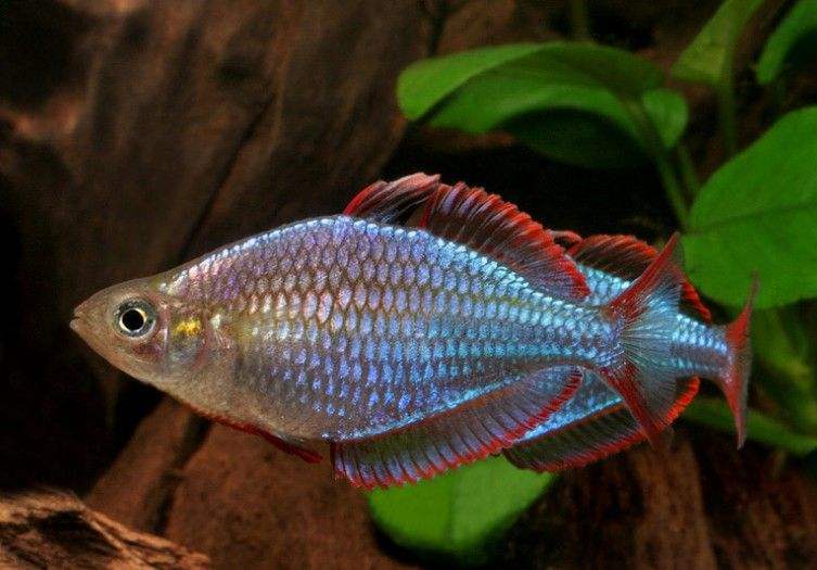 地摊买的观赏鱼吃什么,地摊买观赏鱼怎么挑选鱼竿