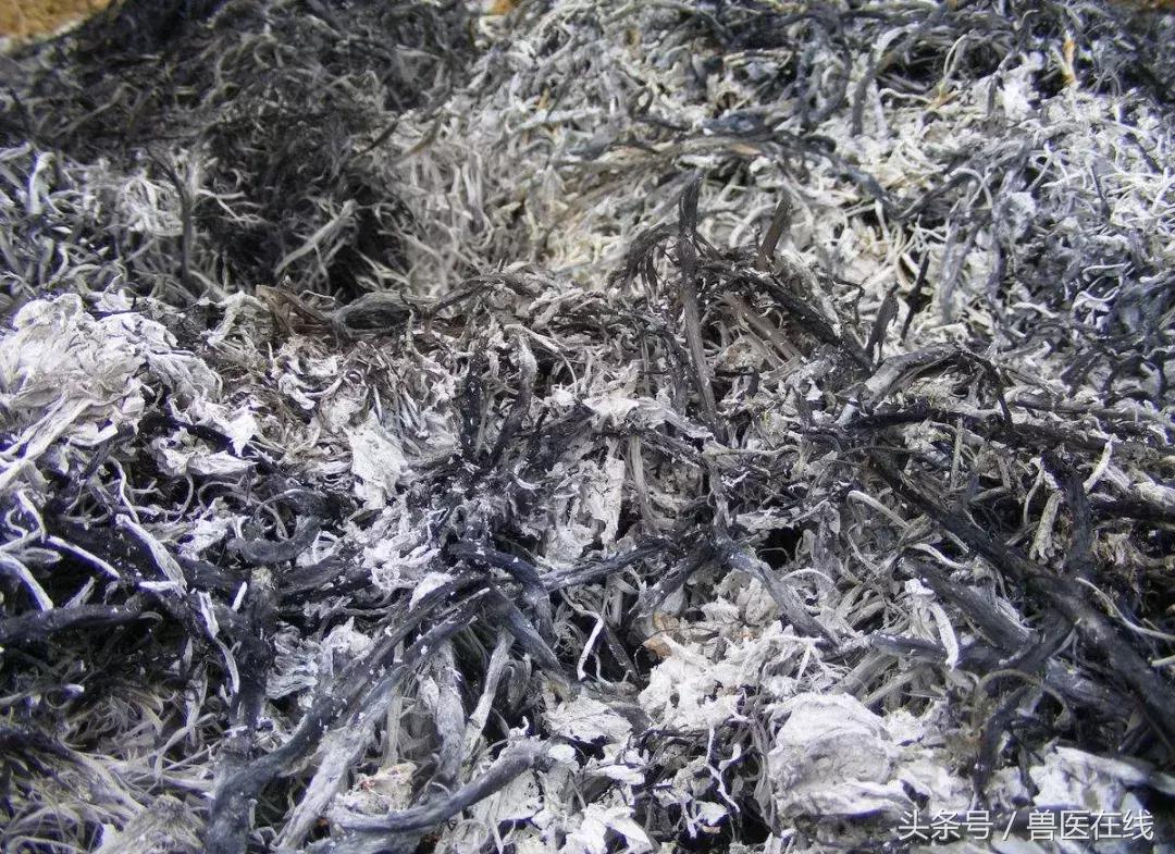 零成本的草木灰,竟然还能治猪、牛、羊病!