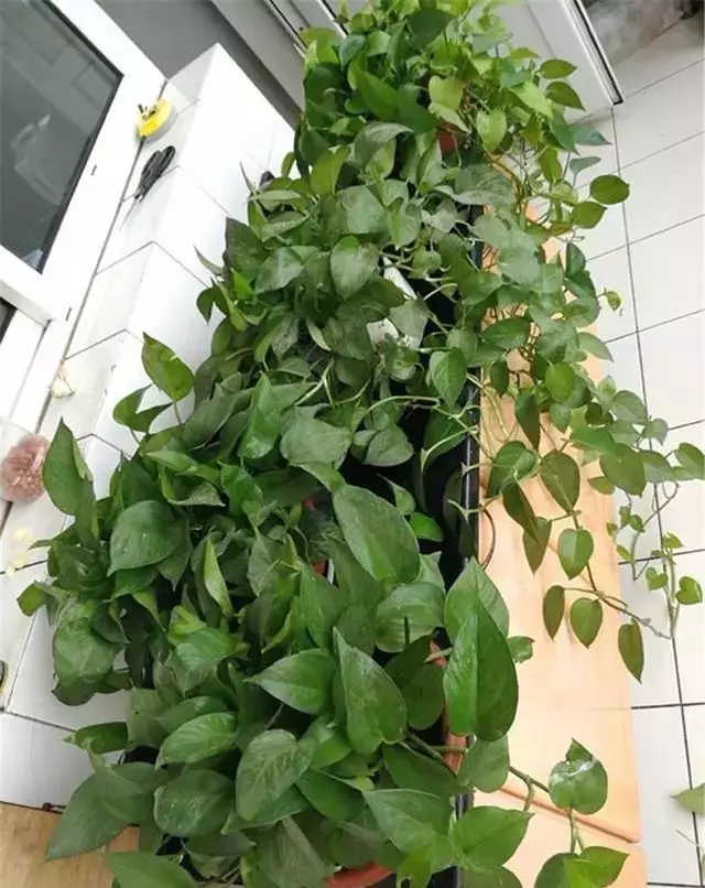 绿萝长势逆天,绿萝还有顽强的生命力